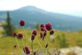 mountain flowers against the backdrop of a beautiful landscape of mountains, green slopes, blue sky.