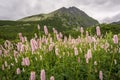 Mountain flowers against the background of Gerlach peak. Velicka Valley. Tatra Mountains. Slovakia.