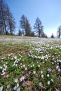 Mountain Flowers, Alps, Italy Royalty Free Stock Photo