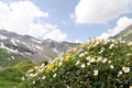 Mountain flowers in the Alps Royalty Free Stock Photo