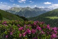 Mountain flowers on the background of the peaks. Dolomites. Italy. Royalty Free Stock Photo