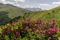 Mountain flowers on the background of the peaks. Dolomites. Ital Royalty Free Stock Photo