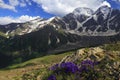 Mountain Flowers in Caucasus Mountains Royalty Free Stock Photo