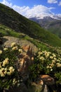 Mountain Flowers in Caucasus Mountains Royalty Free Stock Photo
