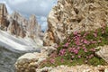 Mountain flowers dolomiten fingerkraut potentilla nitida Royalty Free Stock Photo