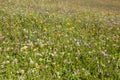 Mountain flowers from a green pasture of the Italian Dolomites Royalty Free Stock Photo