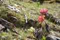 Mountain flowers, Helleborus niger, in the sunlight