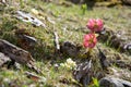 Mountain flowers, Helleborus niger, in the sunlight Royalty Free Stock Photo