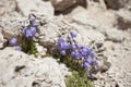 Mountain flowers from the Italian Dolomites Royalty Free Stock Photo