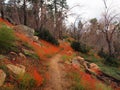 Mountain Flowers