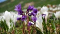 Mountain flowers in springtime, alpine snowbell, soldanella alpina or blue moonwort, Alps, Europe