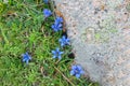 Mountain flowers - the stemless gentian Royalty Free Stock Photo