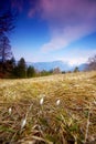 Mountain flowers