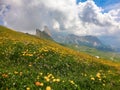 Mountain Flowers Royalty Free Stock Photo