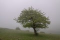 Mountain at Fog, Fog and Tree Iran, Gilan, Rasht Royalty Free Stock Photo