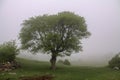 Mountain at Fog, Fog and Tree Iran, Gilan, Rasht