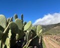 Mountain footpath and close up of a green cactus plant Opuntia leucotricha prickly pear, cactus pear, blue sky sunny day