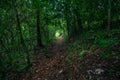 Mountain footway in jungle woodland Royalty Free Stock Photo