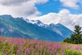 Mountain with foreground Fireweed flowers and cloudy sky Alaska Royalty Free Stock Photo