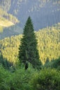 Mountain forest Royalty Free Stock Photo
