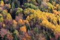 Mountain forest in autumn color trees texture background Royalty Free Stock Photo
