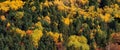 Mountain forest in autumn color trees texture background Royalty Free Stock Photo