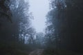 Mountain forest during the autumn rain Royalty Free Stock Photo