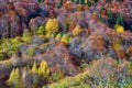 Mountain forest in autumn trees texture background Royalty Free Stock Photo