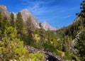 Mountain forest in East Sayan