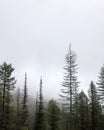Mountain Forest evergreen conifer trees covered by fog mist Montana Royalty Free Stock Photo