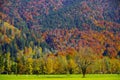 Pasture with a single tree and grazing cattle in front of a mountain forest in magnificent autumn colors Royalty Free Stock Photo