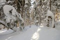 Mountain forest with fir-trees covered with white deep snow on bright blue sunny cold winter day. Royalty Free Stock Photo