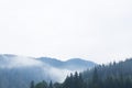 Mountain forest fog, pine tree landscape. Nature woods in mist