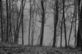 Mountain Forest With Fog and Trees During Fall