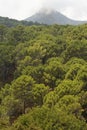 Mountain forest