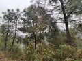 Mountain Forest, Kasauli