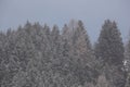 Mountain and forest landscape in the mist with snow Royalty Free Stock Photo