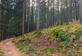 Mountain forest landscape scene with green hill sand path road and tree trunks on a hill Royalty Free Stock Photo