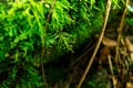 Mountain forest landscape under evening sky with clouds in sunlight. Royalty Free Stock Photo