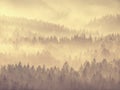 Mountain forest in misty clouds. Hilly forest land Royalty Free Stock Photo