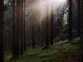 Mountain Forest Royalty Free Stock Photo