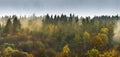 Mountain forest on the mountainside on a foggy evening. Royalty Free Stock Photo