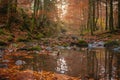 Mountain forest on the mountainside on a foggy evening. Royalty Free Stock Photo