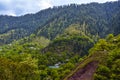 Mountain forest - Naran Kaghan valley, Pakistan