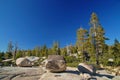 Mountain forest in spring