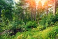 Forest on Aksla mountat sunset .  Beautiful nature of Norway Royalty Free Stock Photo