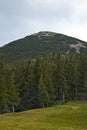 Mountain forest