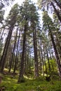 Mountain forest Royalty Free Stock Photo