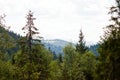 Mountain forest Royalty Free Stock Photo