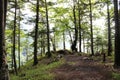 Mountain forest